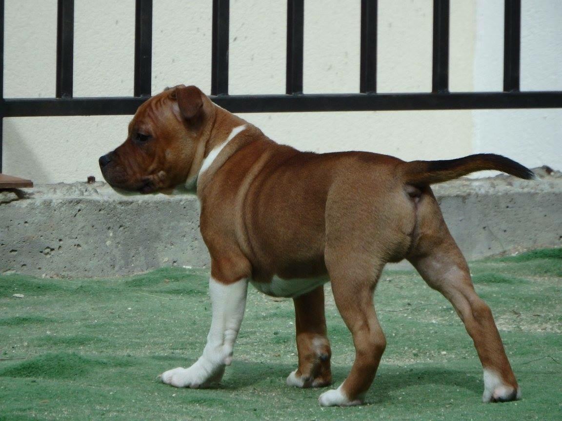 Staffordshire bull terrier * DALTON Jr. * billede 3