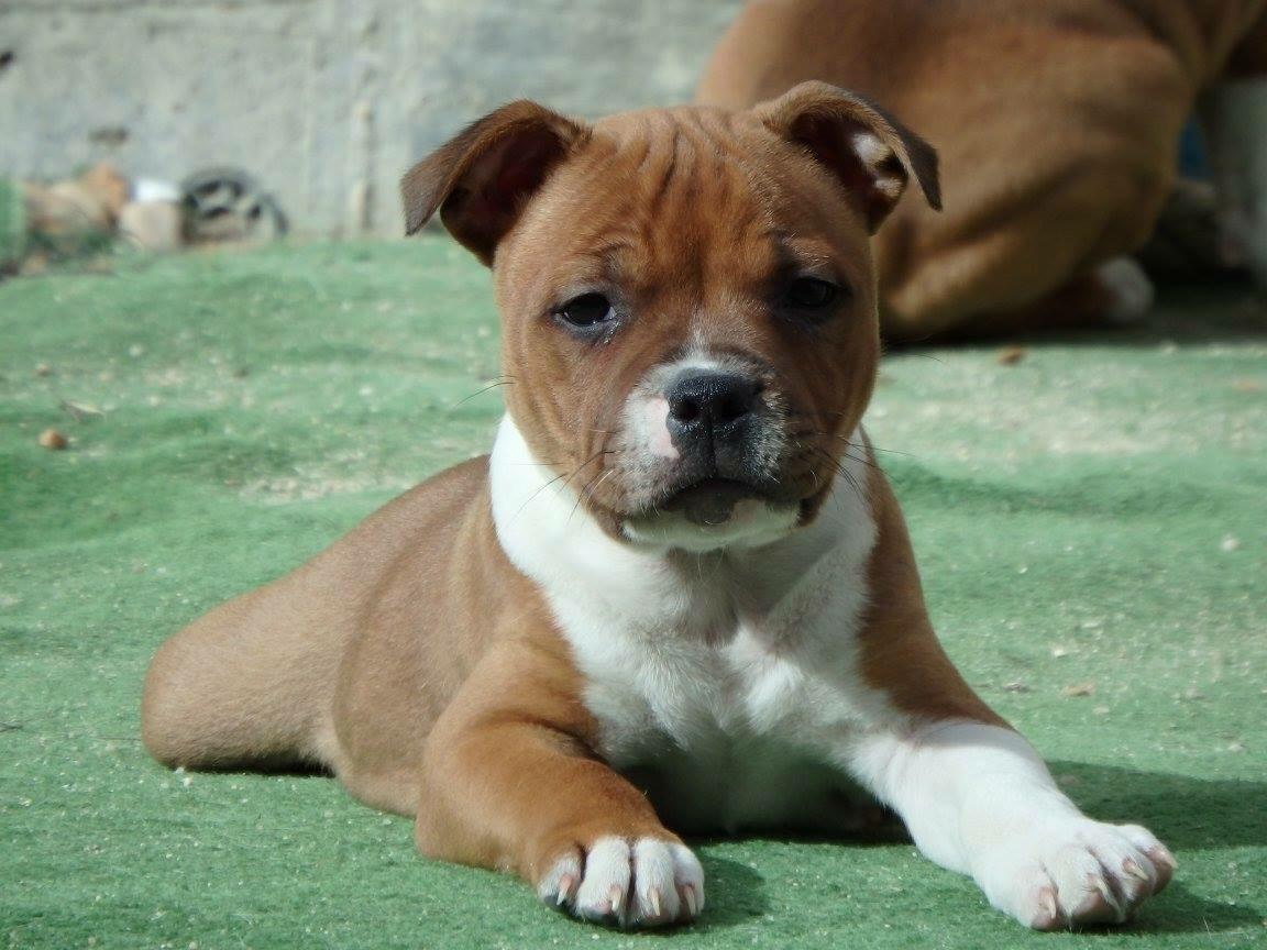 Staffordshire bull terrier * DALTON Jr. * billede 7