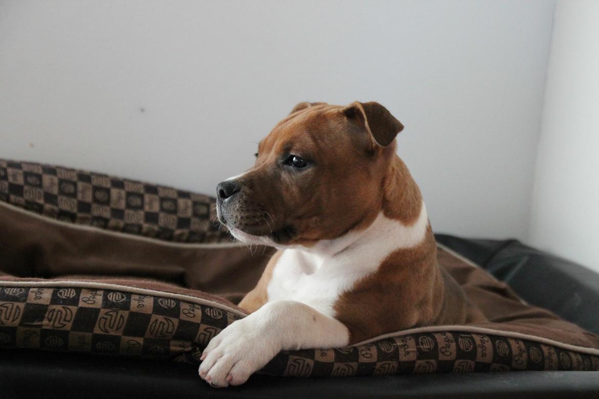 Staffordshire bull terrier * DALTON Jr. * billede 4