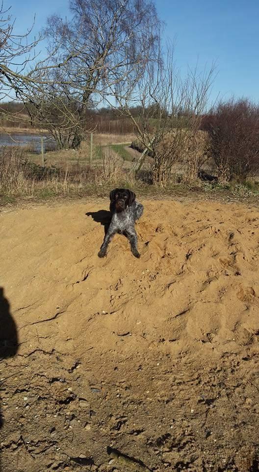 Ruhåret hønsehund Kærholt Lis (Allie) billede 11