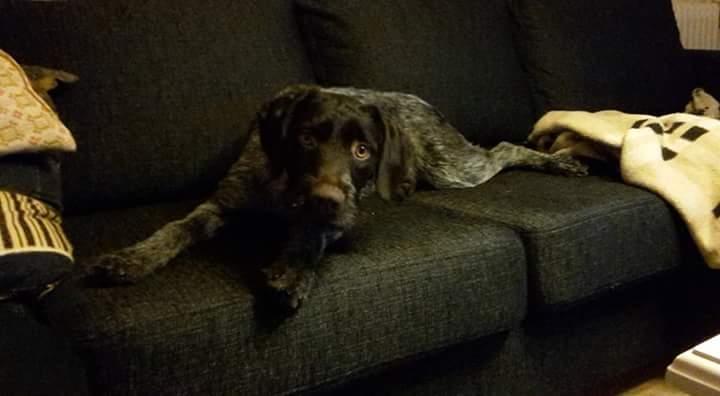 Ruhåret hønsehund Kærholt Lis (Allie) billede 12