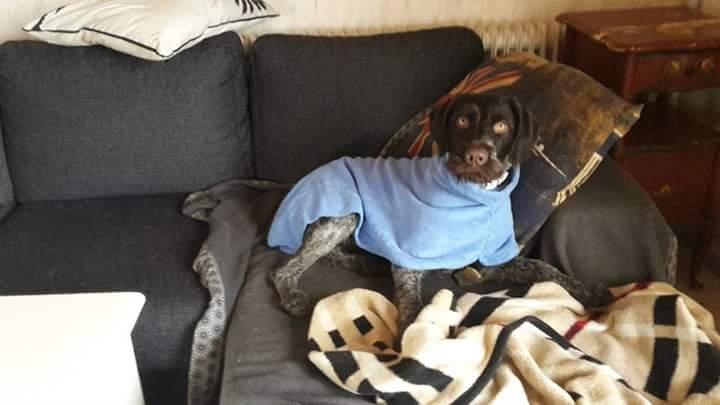 Ruhåret hønsehund Kærholt Lis (Allie) billede 13