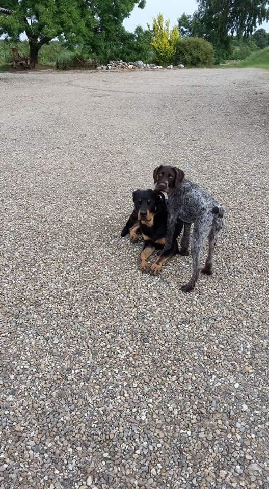 Ruhåret hønsehund Kærholt Lis (Allie) billede 15
