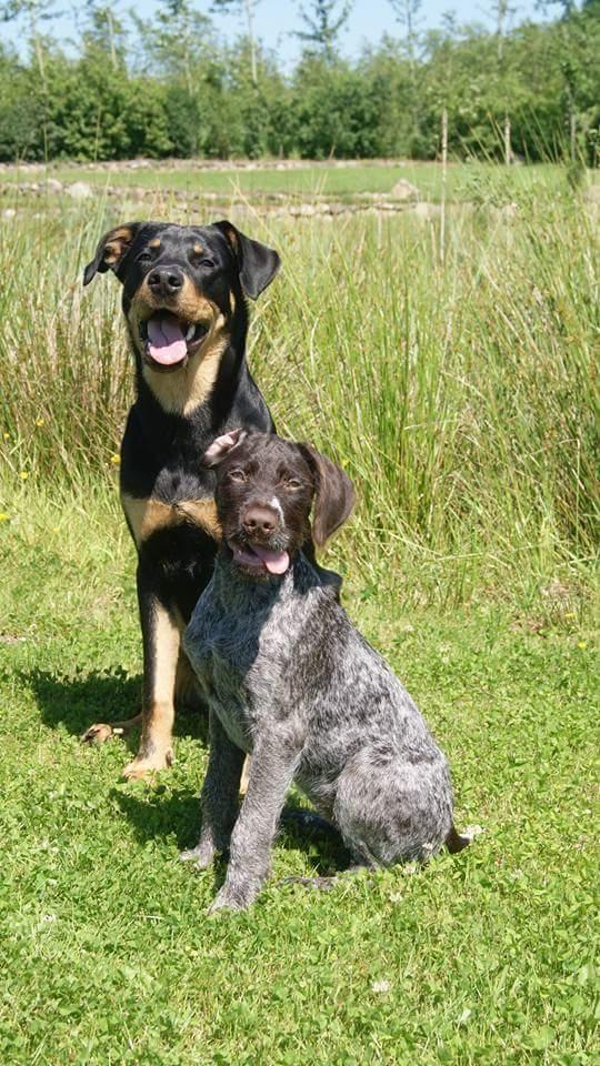 Ruhåret hønsehund Kærholt Lis (Allie) billede 16