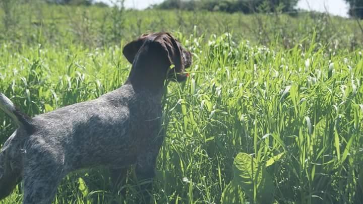 Ruhåret hønsehund Kærholt Lis (Allie) billede 17
