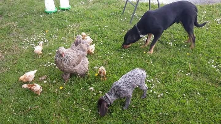 Ruhåret hønsehund Kærholt Lis (Allie) billede 18
