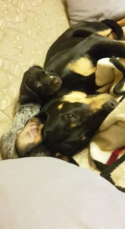 Ruhåret hønsehund Kærholt Lis (Allie) billede 19