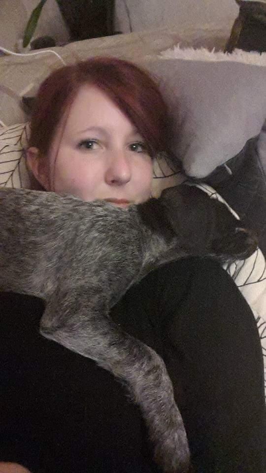 Ruhåret hønsehund Kærholt Lis (Allie) billede 20