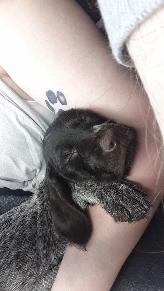 Ruhåret hønsehund Kærholt Lis (Allie) billede 21