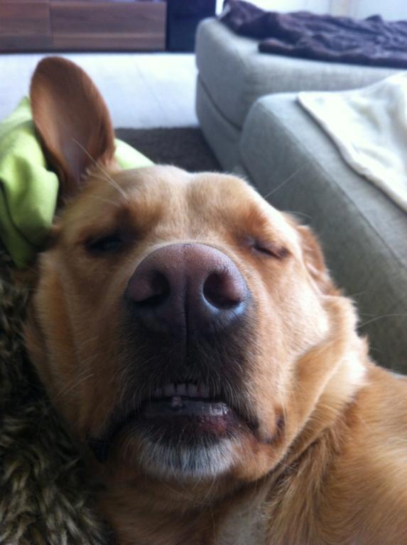 Blanding af racer Keiser billede 21