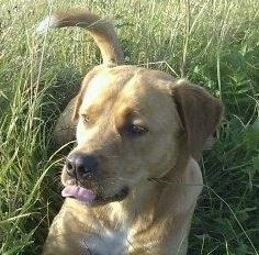 Blanding af racer Keiser billede 22