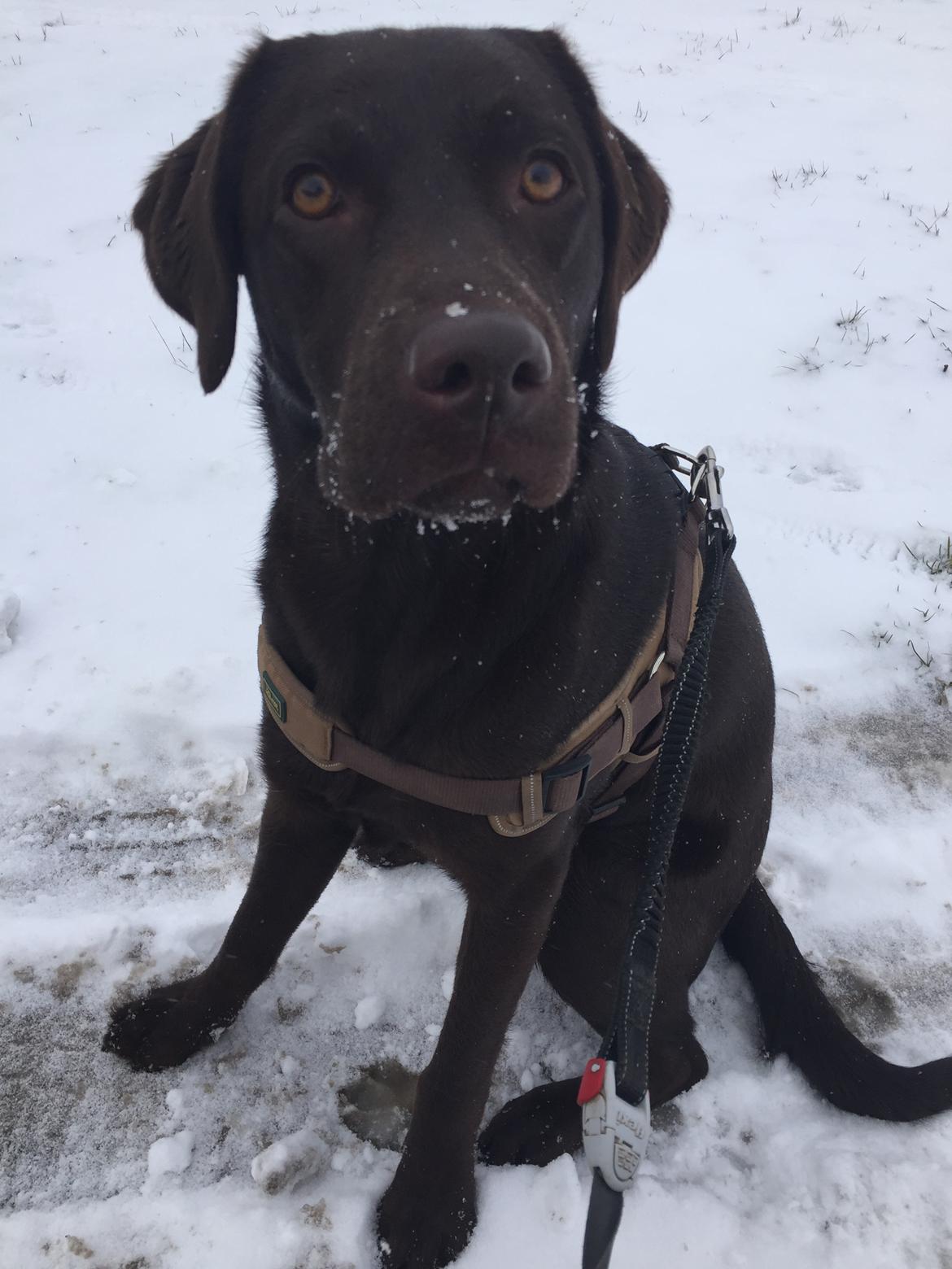 Labrador retriever Coco  billede 25