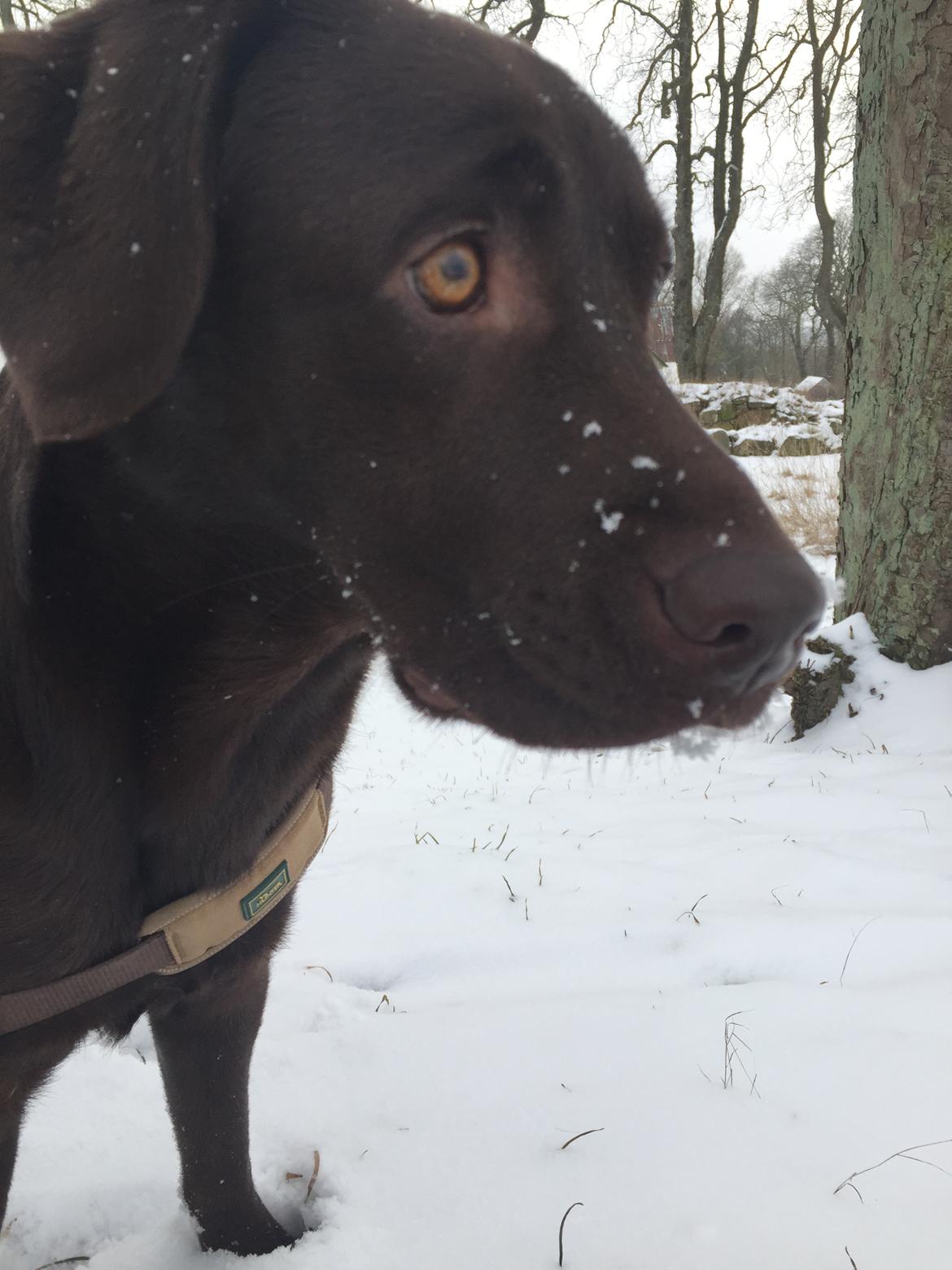 Labrador retriever Coco  billede 28