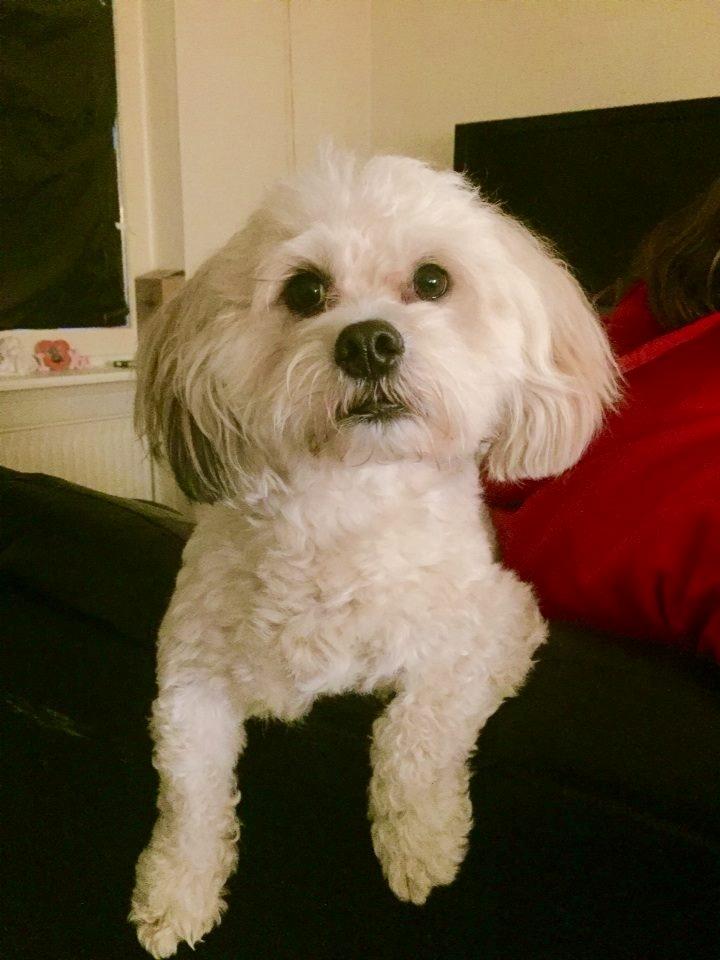 Blanding af racer Topper billede 9