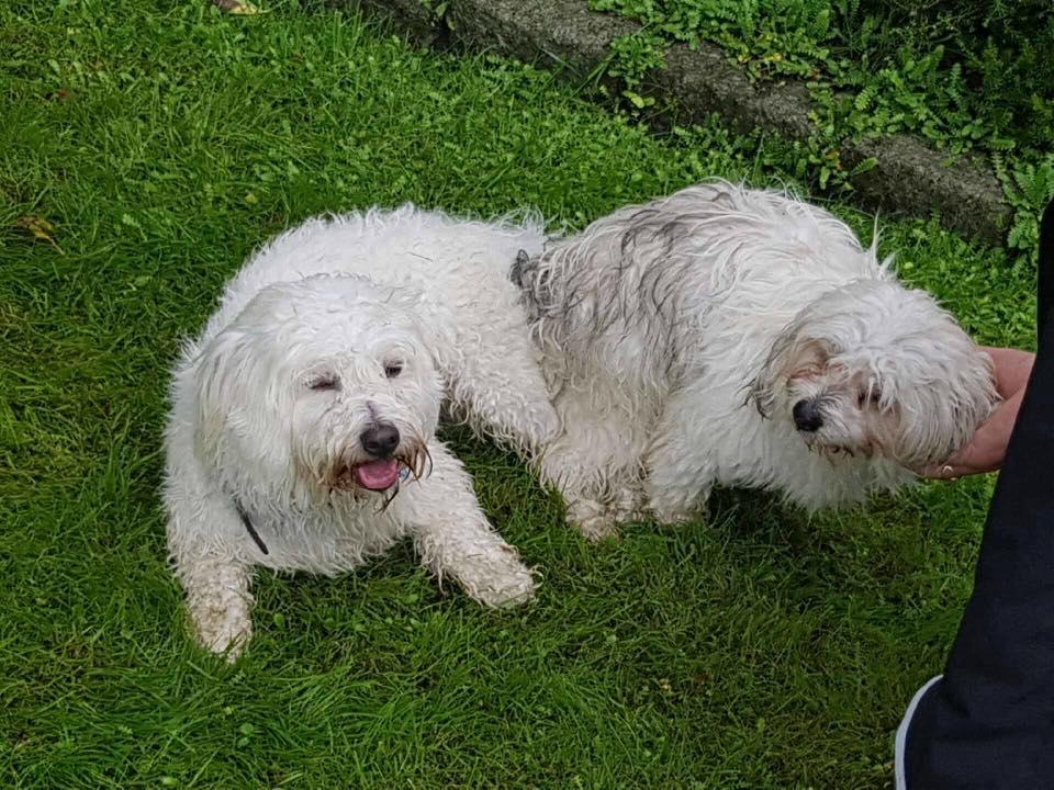 Coton de tulear King - King bliver lavet :-) billede 50