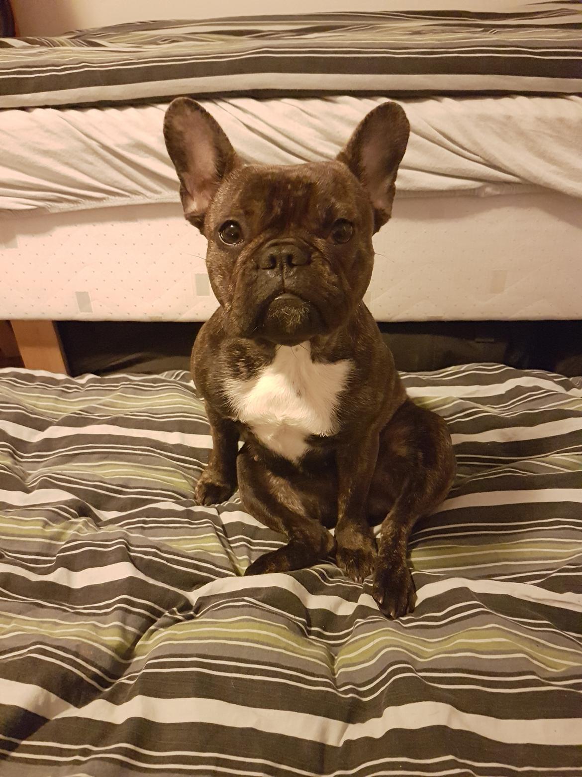 Fransk bulldog Molly billede 1