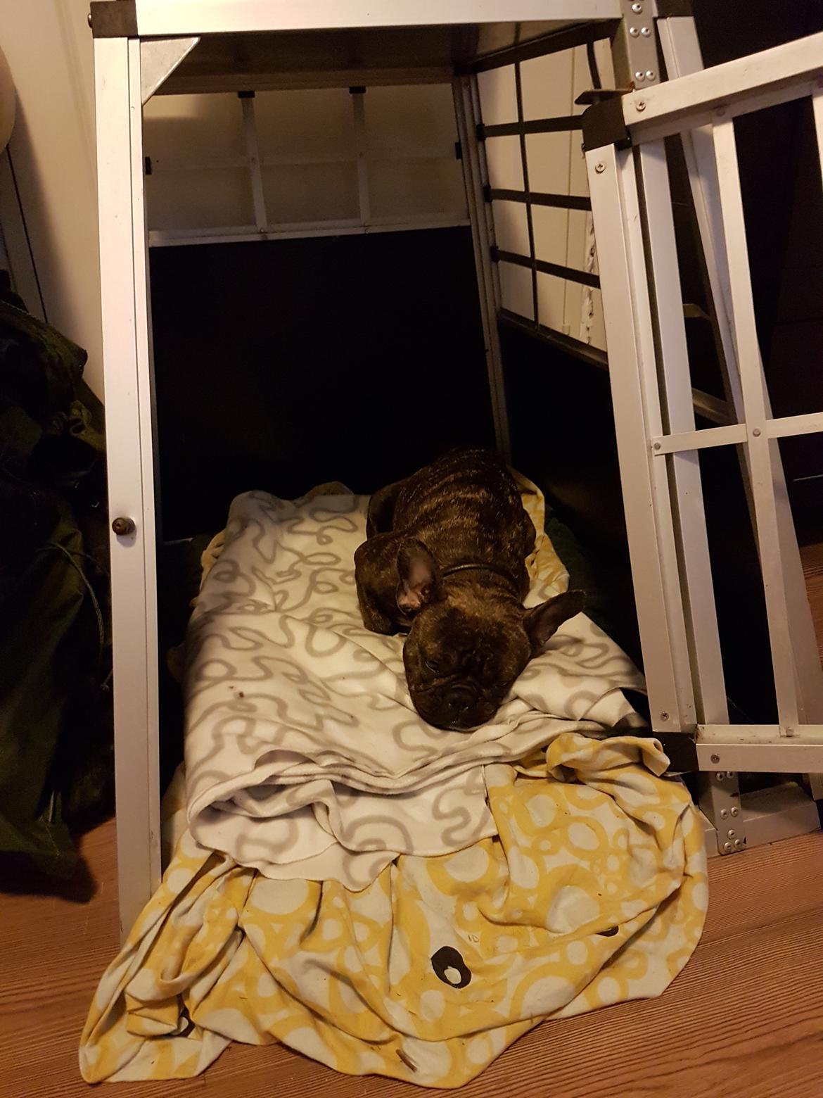 Fransk bulldog Molly billede 2