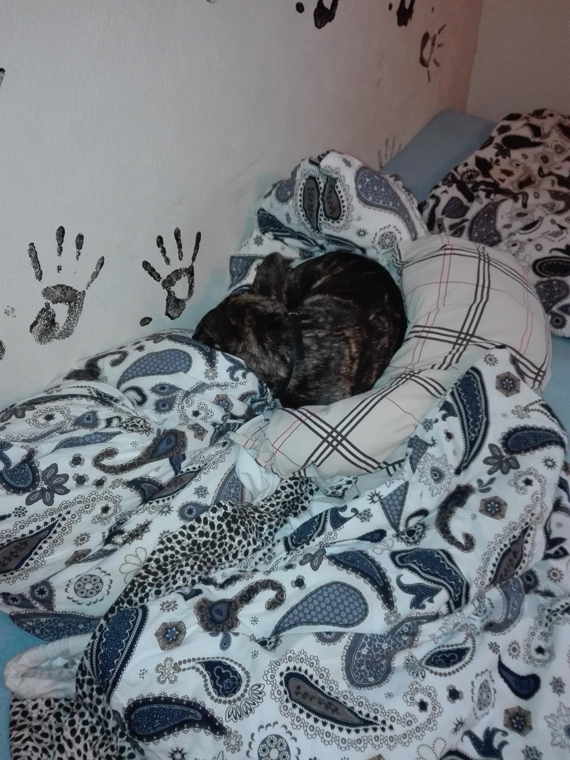 Fransk bulldog Molly billede 3