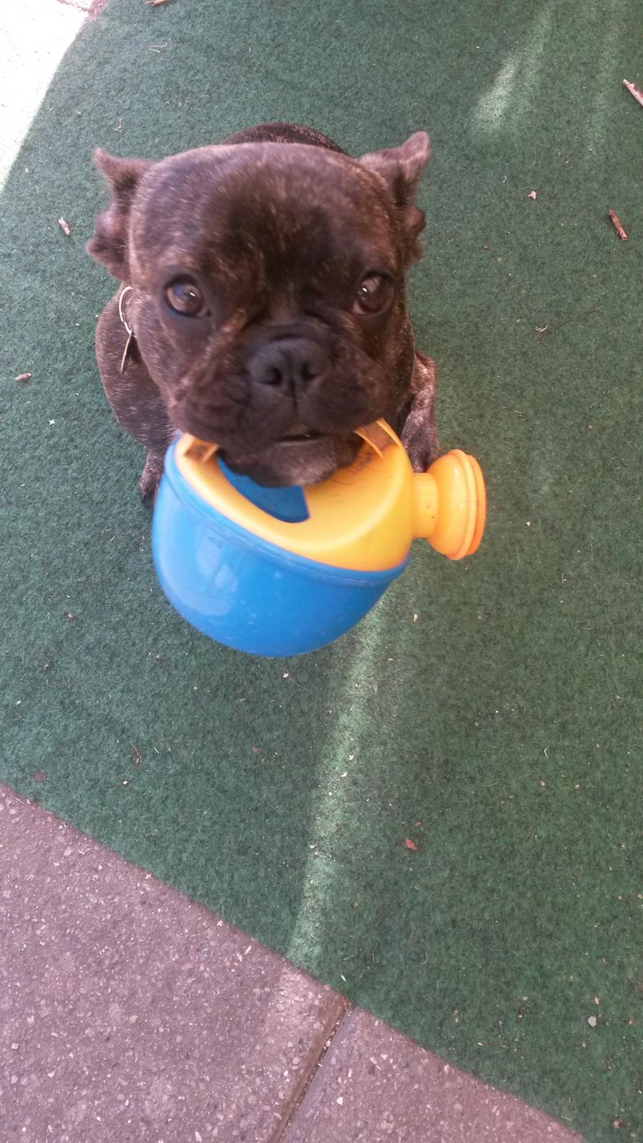 Fransk bulldog Molly billede 4