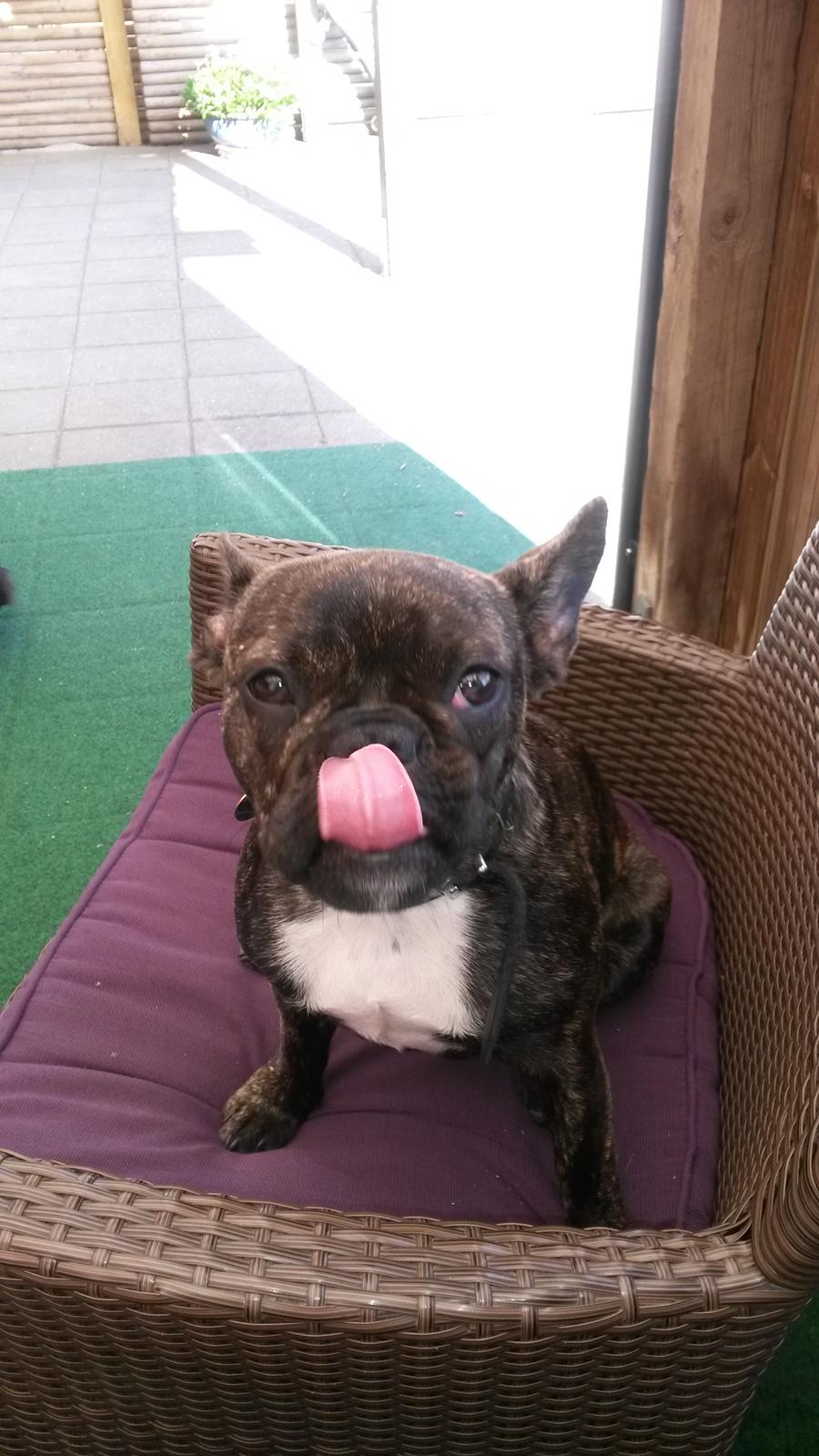 Fransk bulldog Molly billede 5