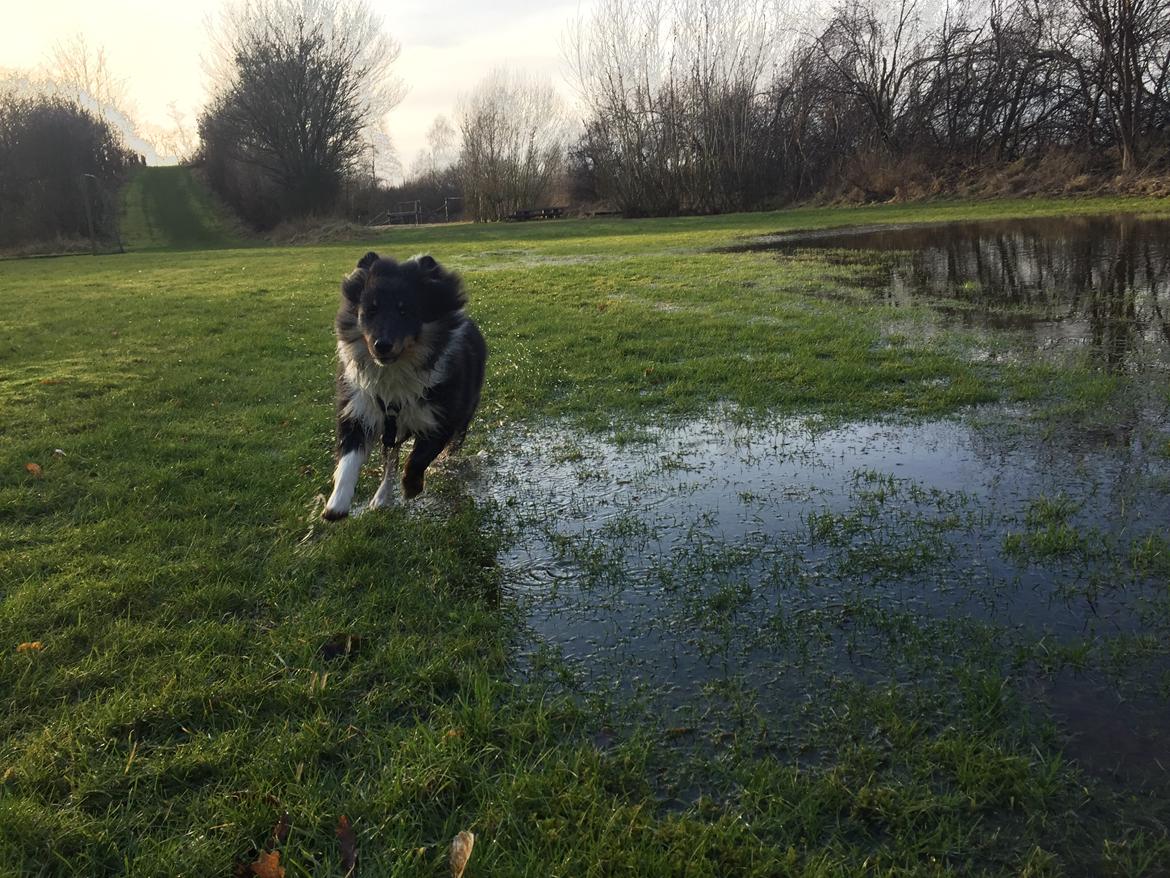 Shetland sheepdog Shellove Night Soldier (Luca) billede 3
