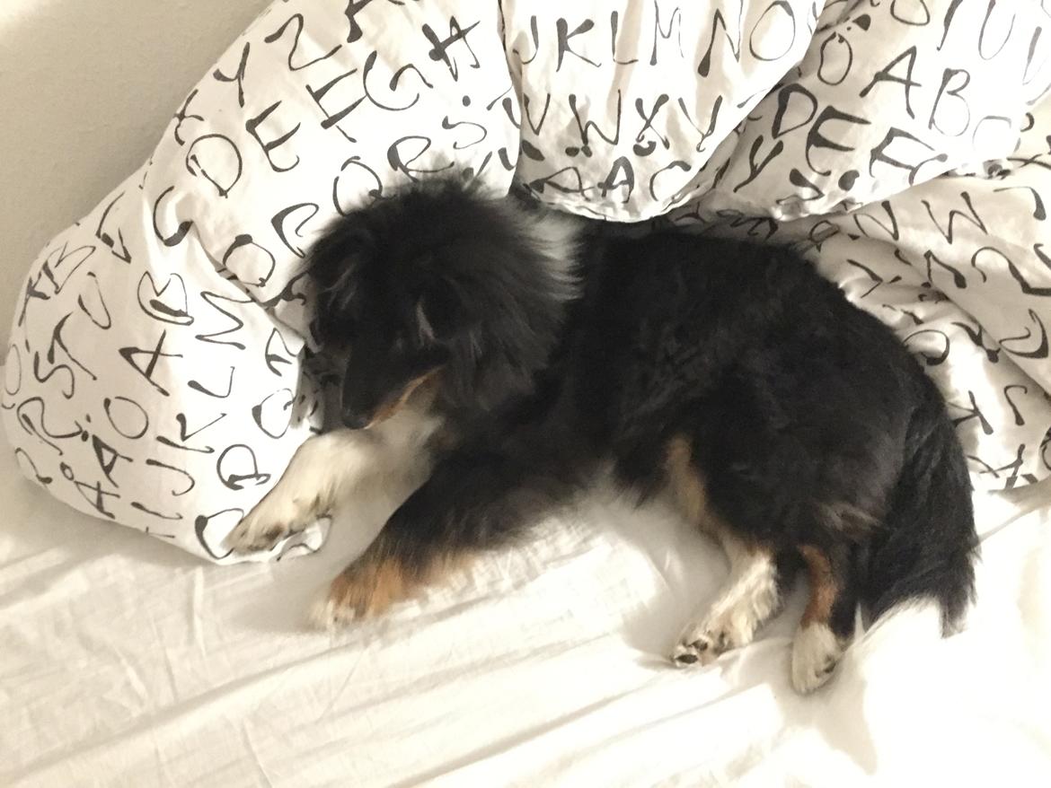 Shetland sheepdog Shellove Night Soldier (Luca) billede 4