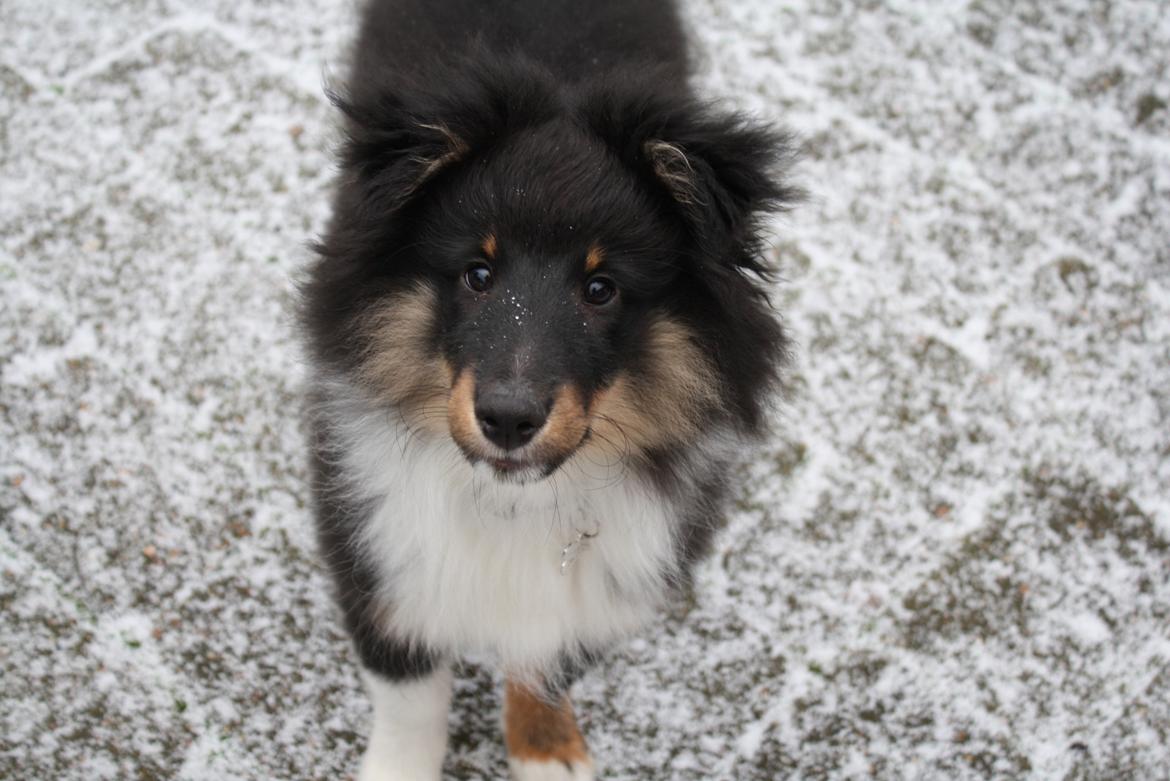 Shetland sheepdog Shellove Night Soldier (Luca) billede 7
