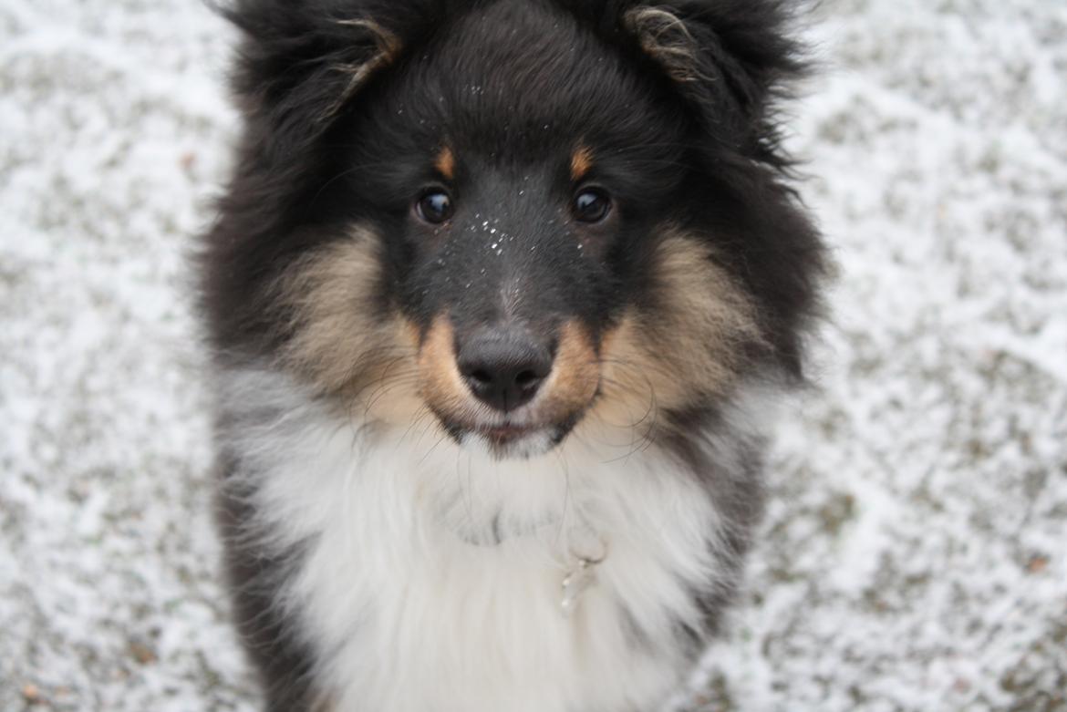 Shetland sheepdog Shellove Night Soldier (Luca) billede 8