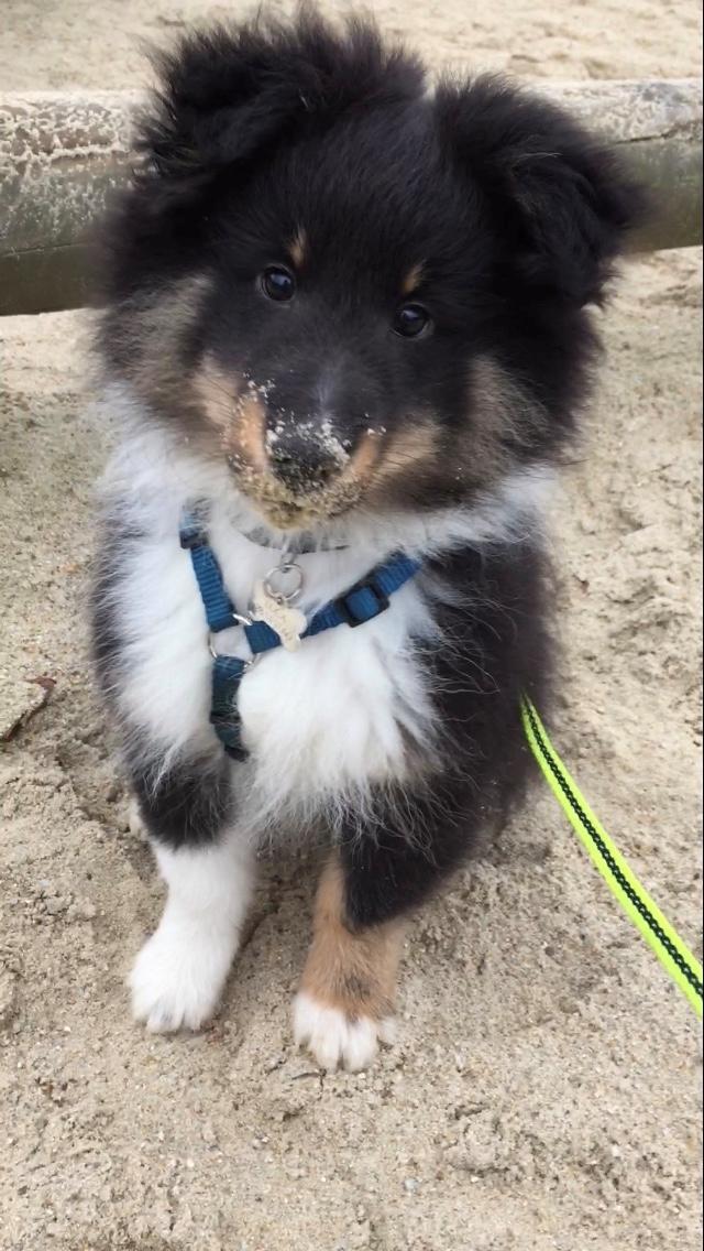 Shetland sheepdog Shellove Night Soldier (Luca) billede 5