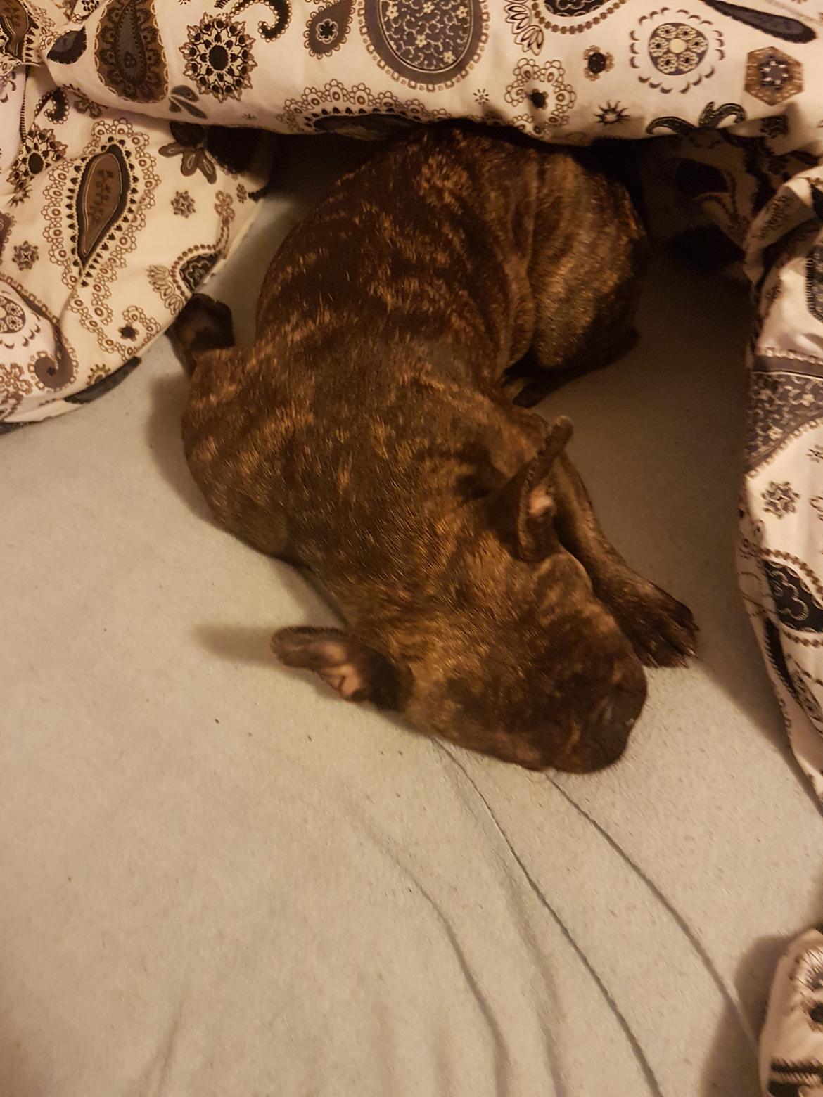 Fransk bulldog Molly billede 6