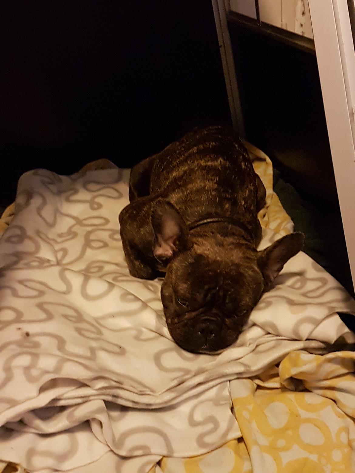 Fransk bulldog Molly billede 7