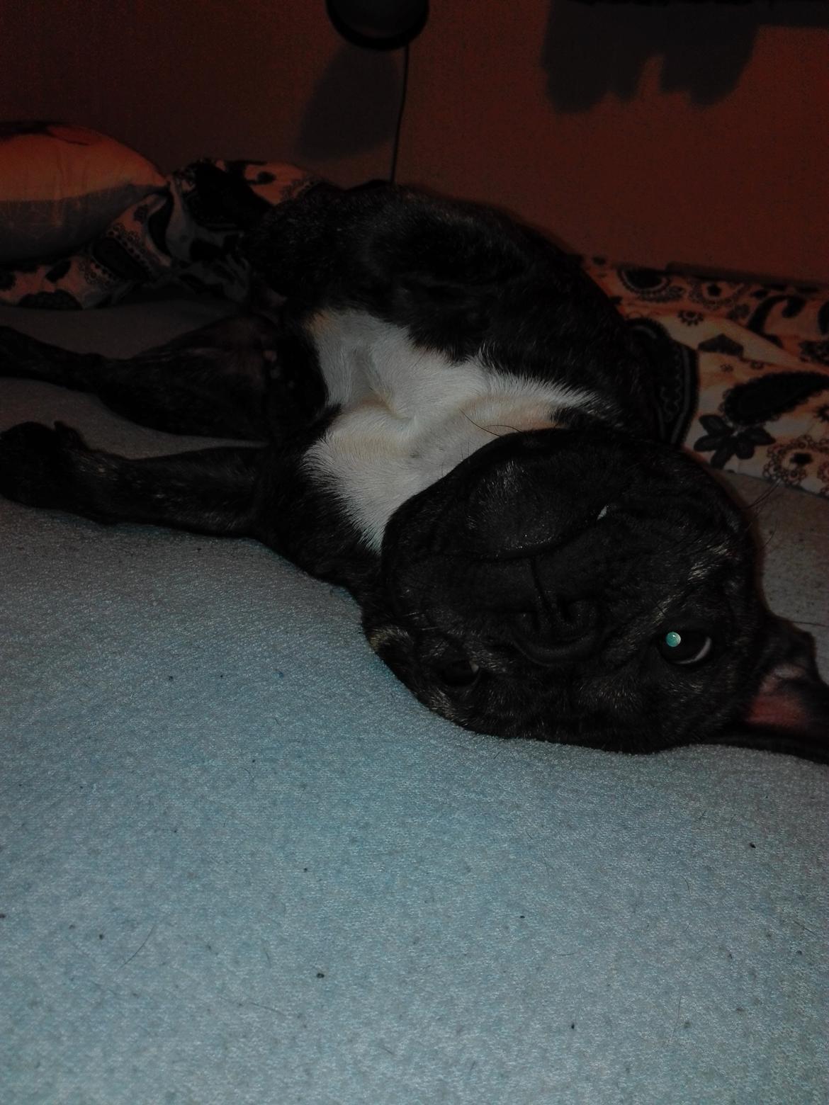 Fransk bulldog Molly billede 8