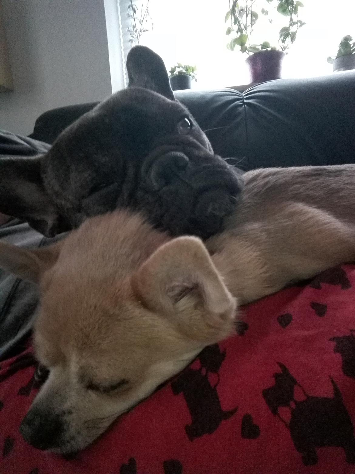 Fransk bulldog Molly billede 9