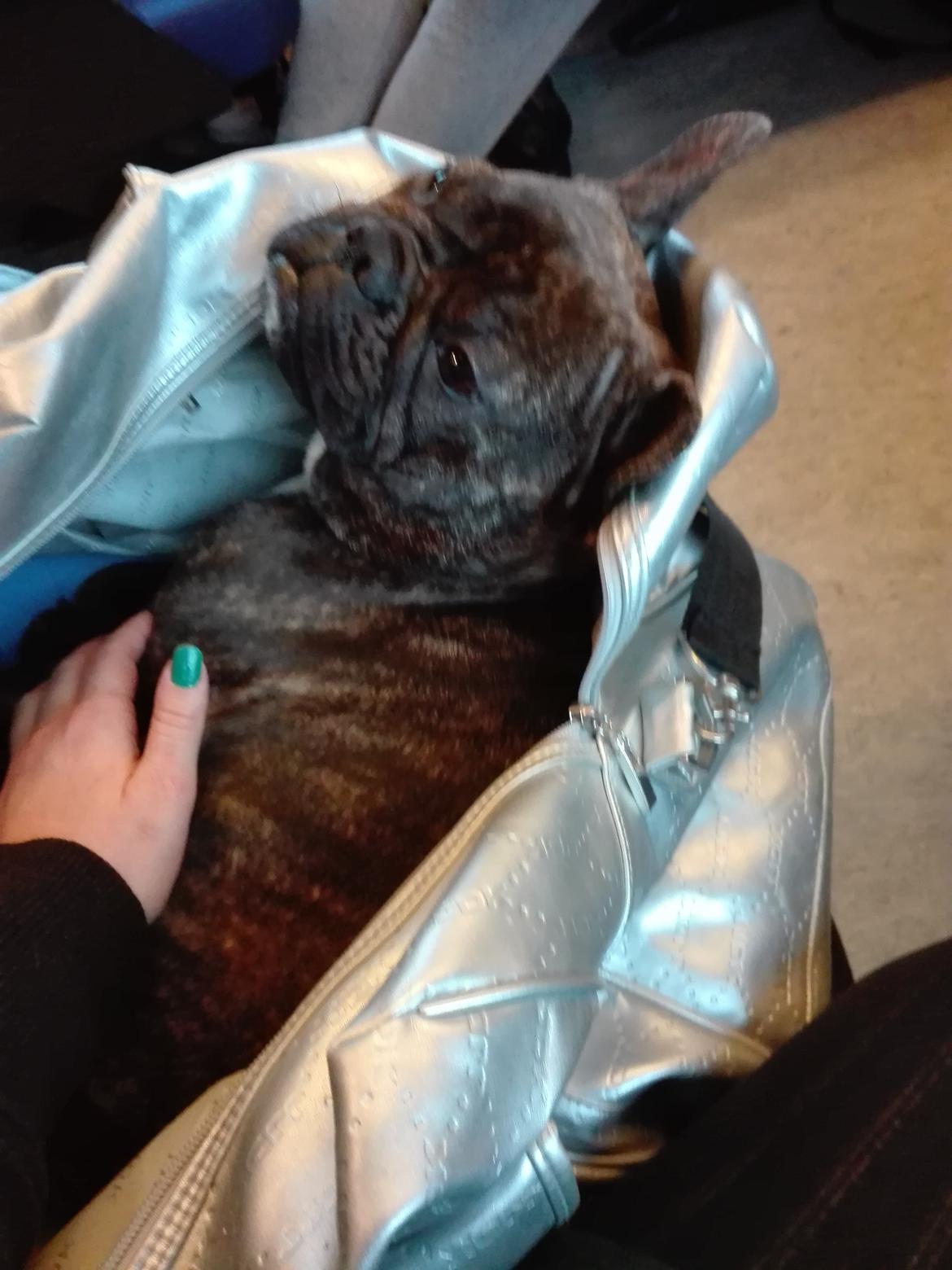 Fransk bulldog Molly billede 10