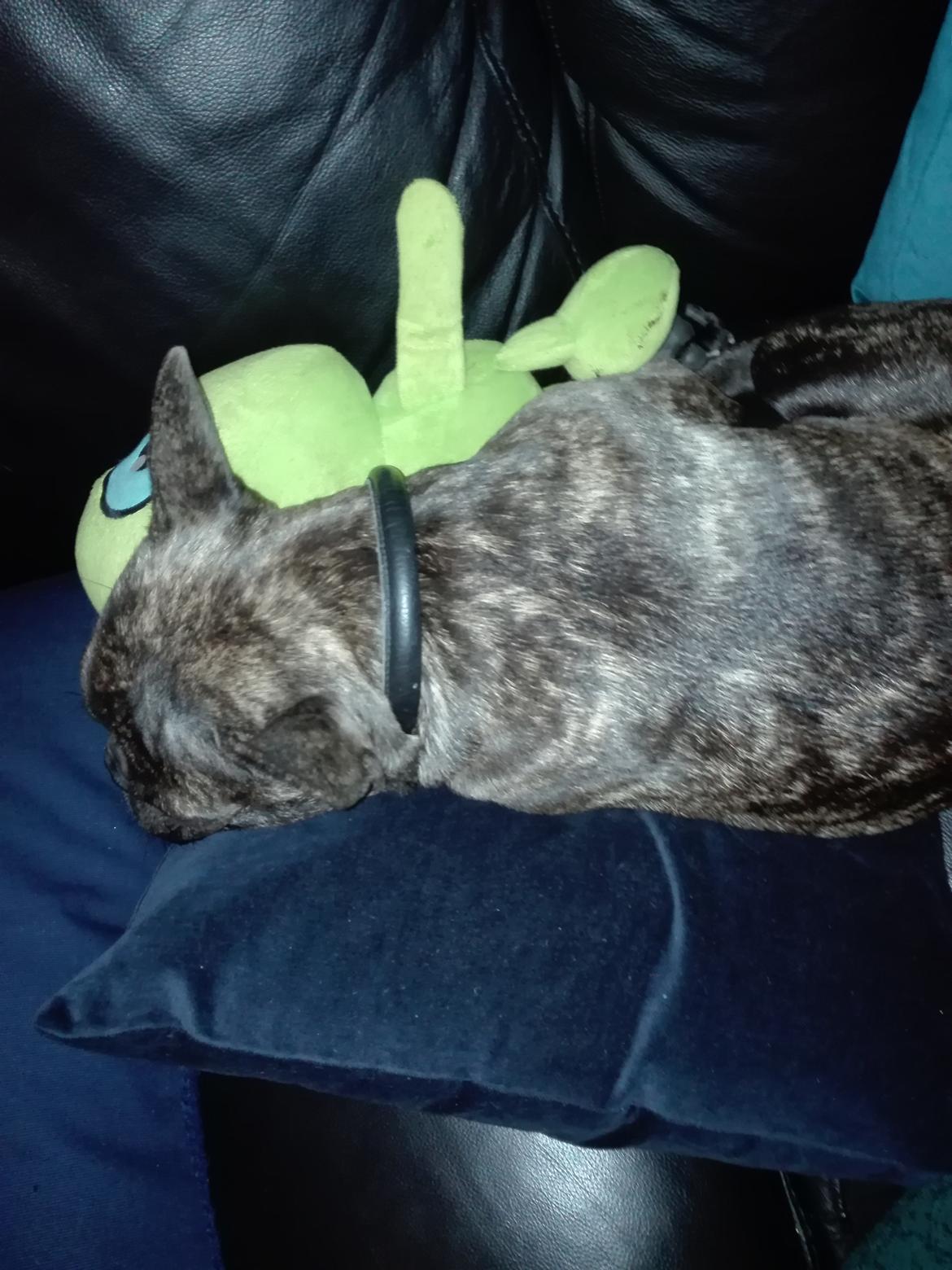 Fransk bulldog Molly billede 11