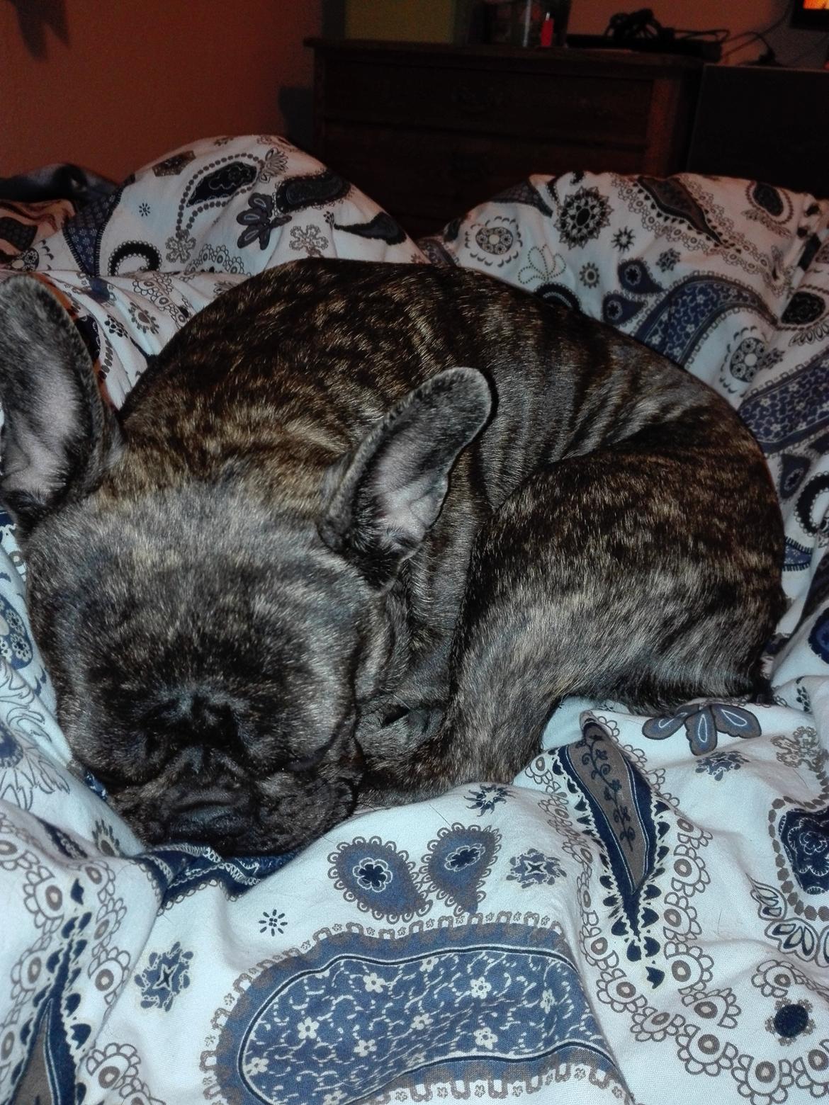 Fransk bulldog Molly billede 12