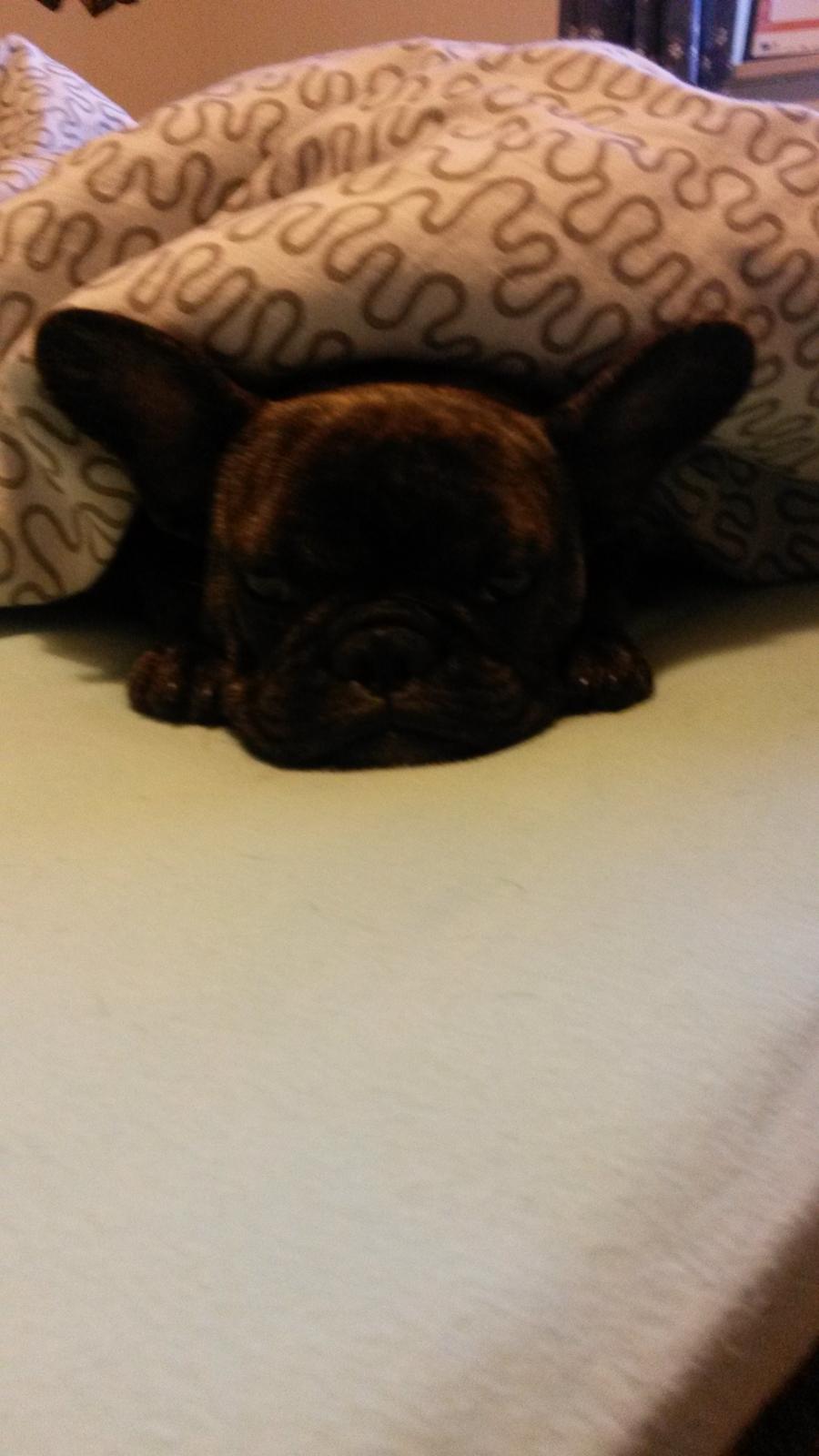 Fransk bulldog Molly billede 13