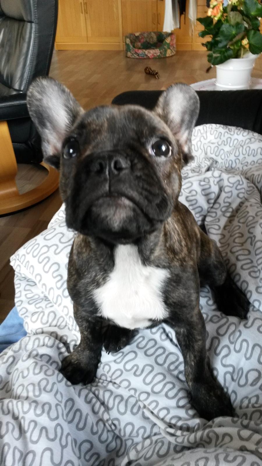 Fransk bulldog Molly billede 14