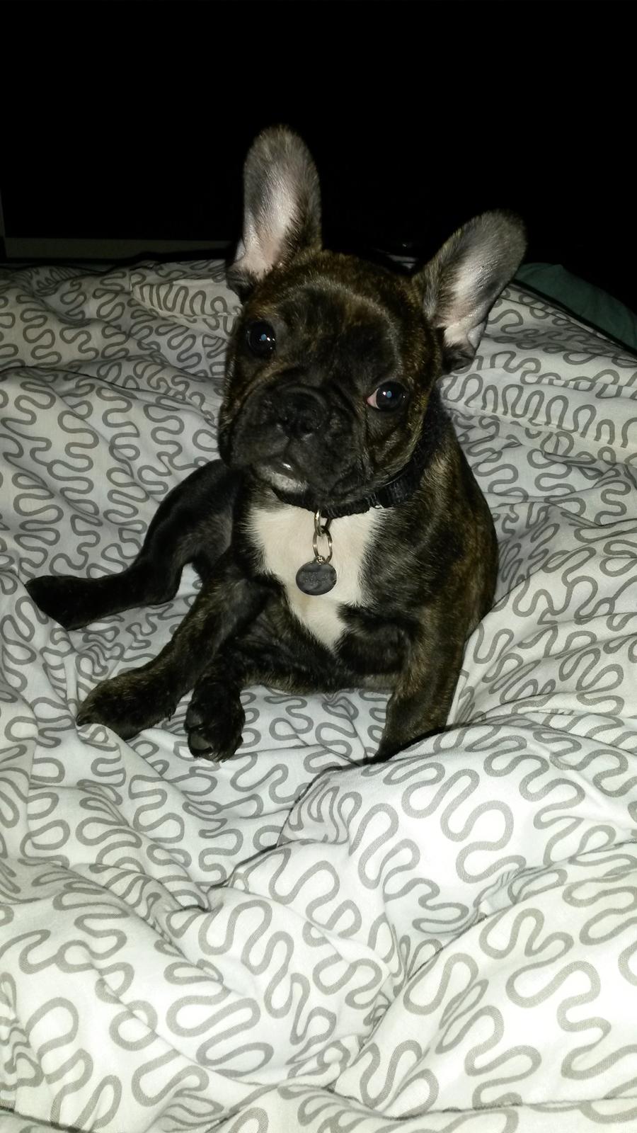 Fransk bulldog Molly billede 15