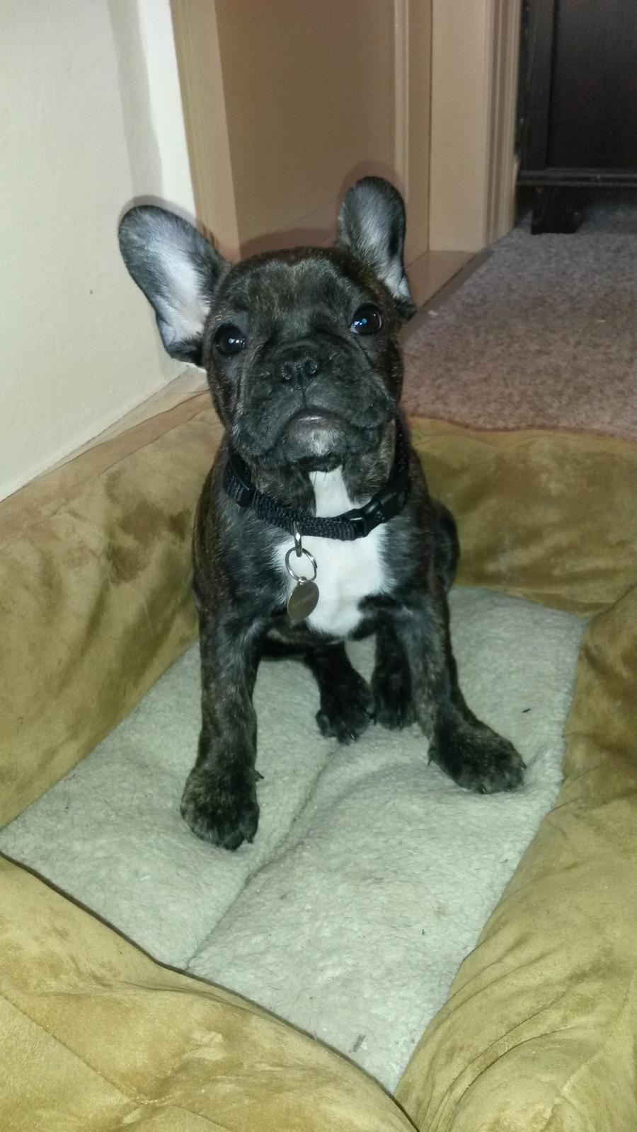 Fransk bulldog Molly billede 16