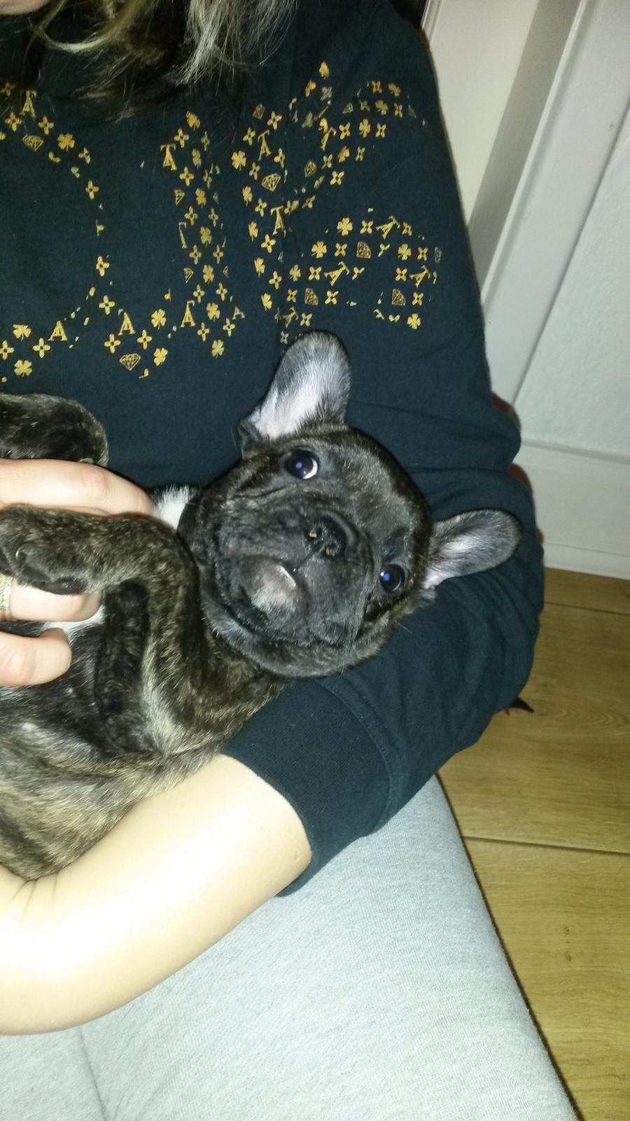 Fransk bulldog Molly billede 17