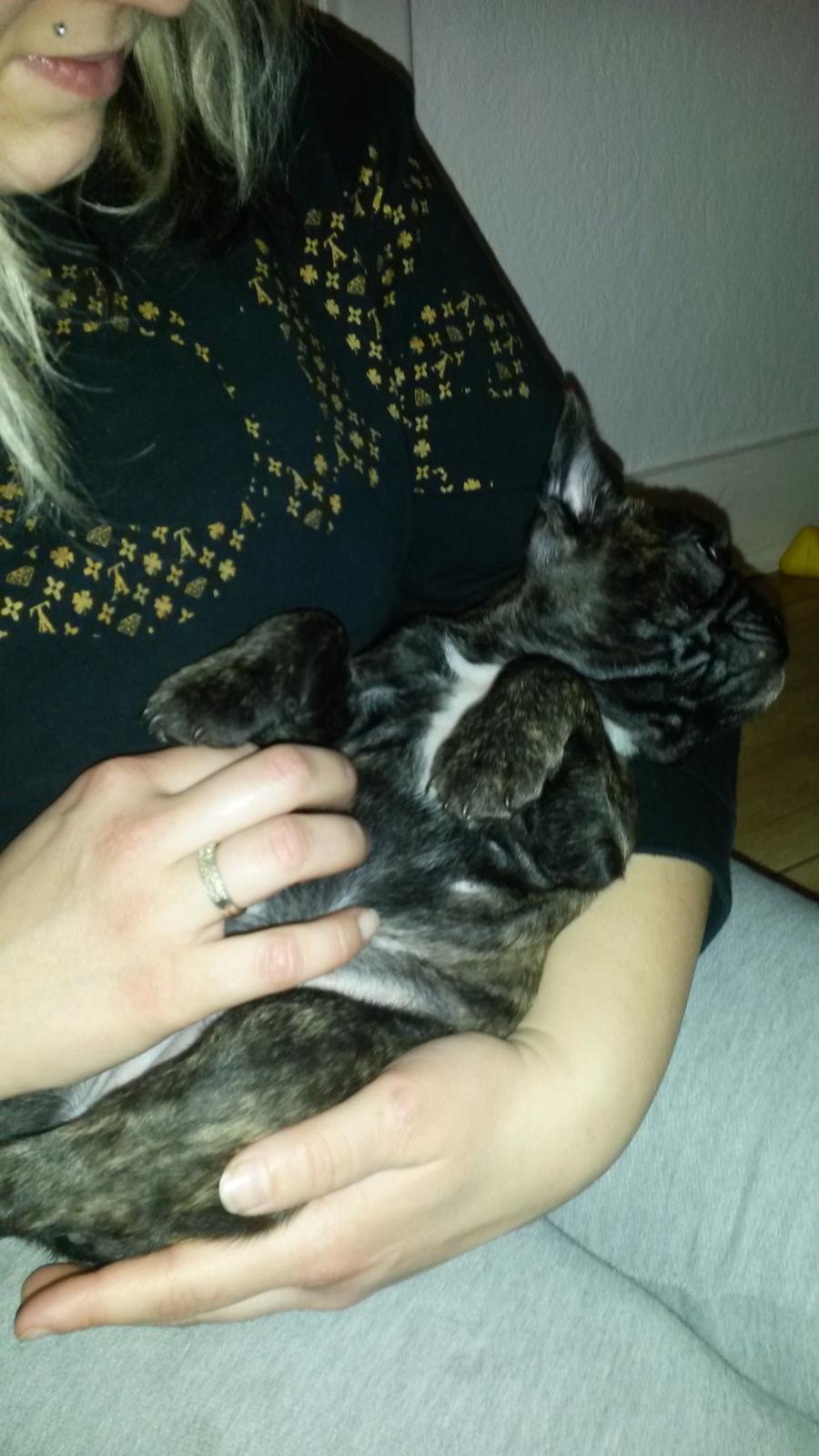 Fransk bulldog Molly billede 18