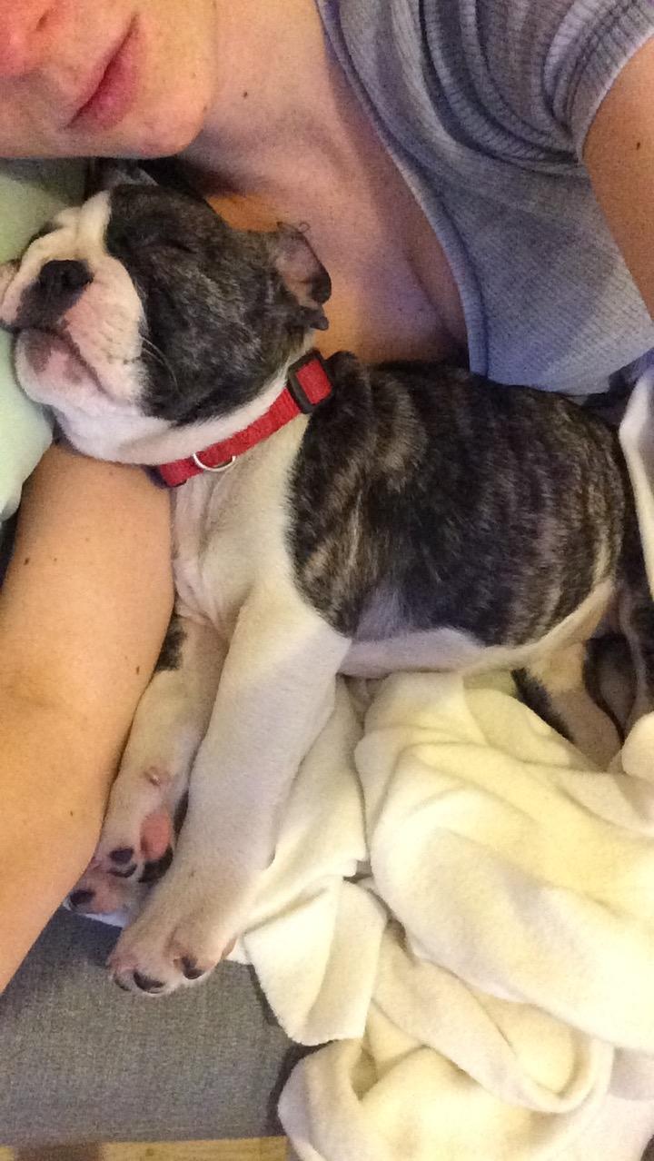 Fransk bulldog Molly billede 1