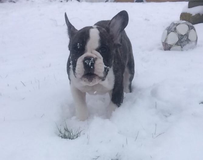 Fransk bulldog Molly billede 3