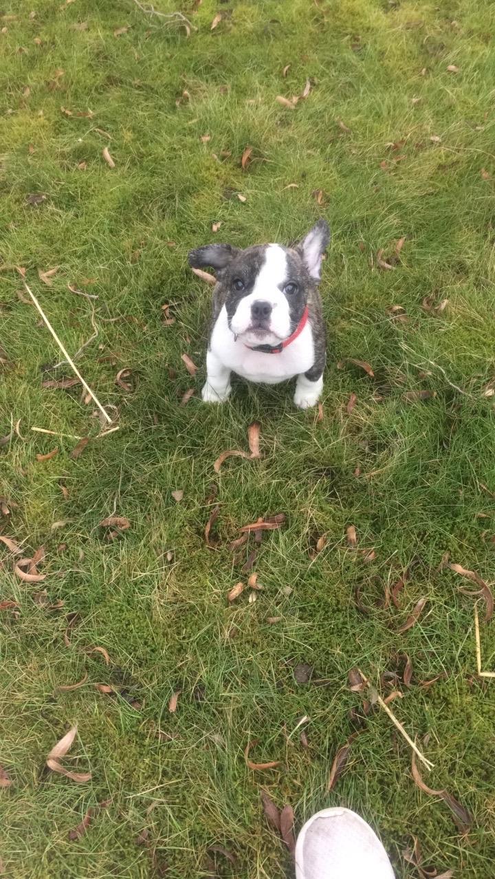 Fransk bulldog Molly billede 2