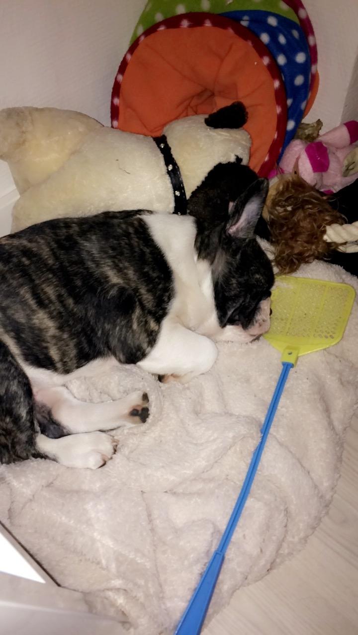 Fransk bulldog Molly billede 6