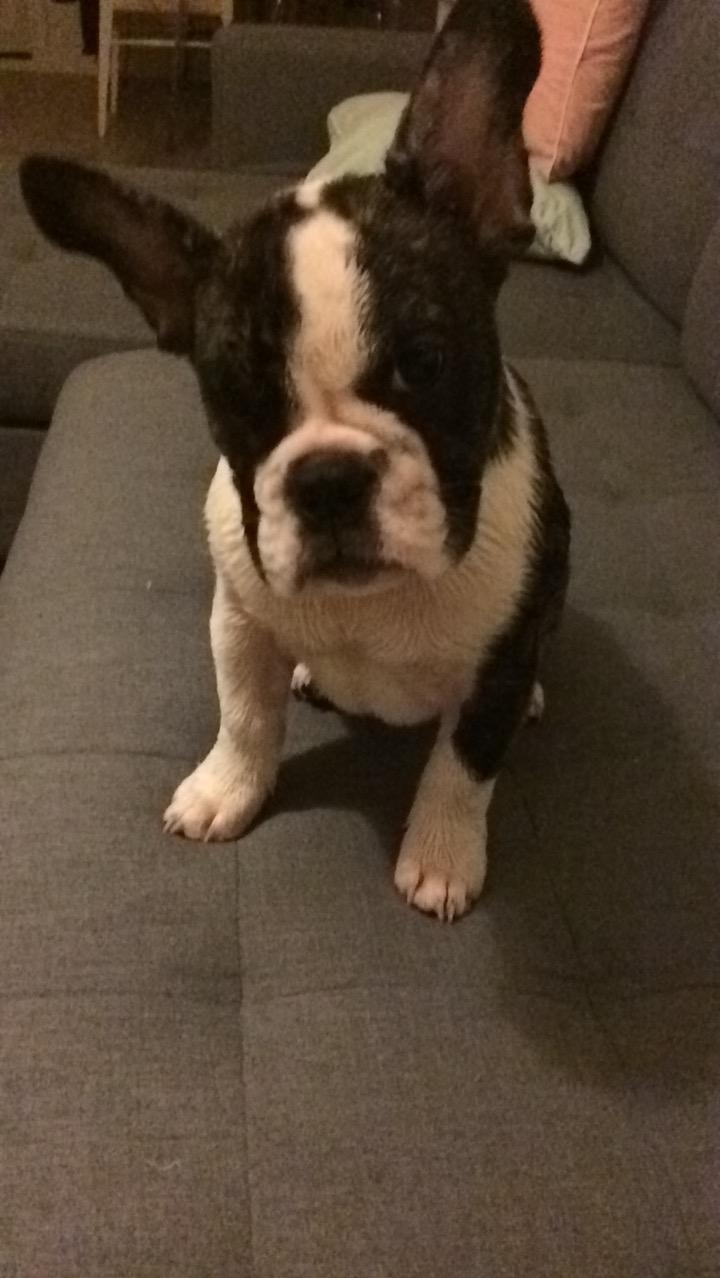 Fransk bulldog Molly billede 7