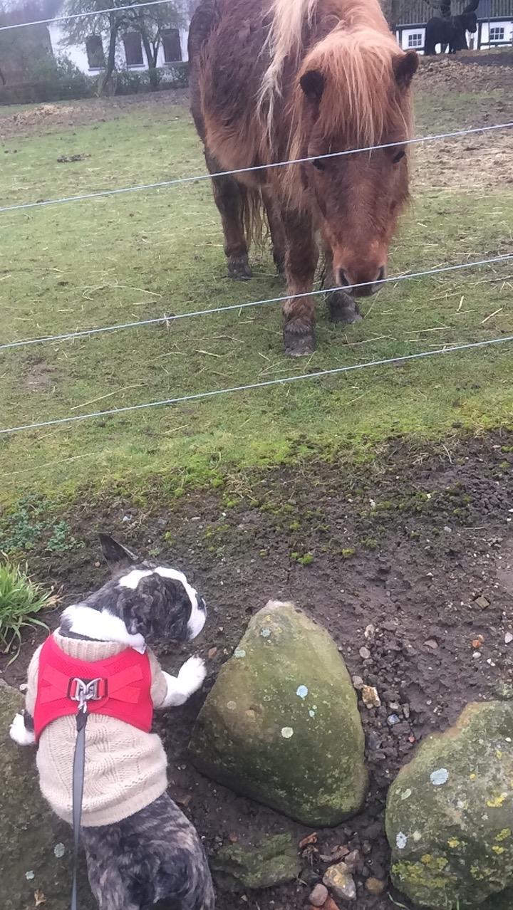 Fransk bulldog Molly billede 5