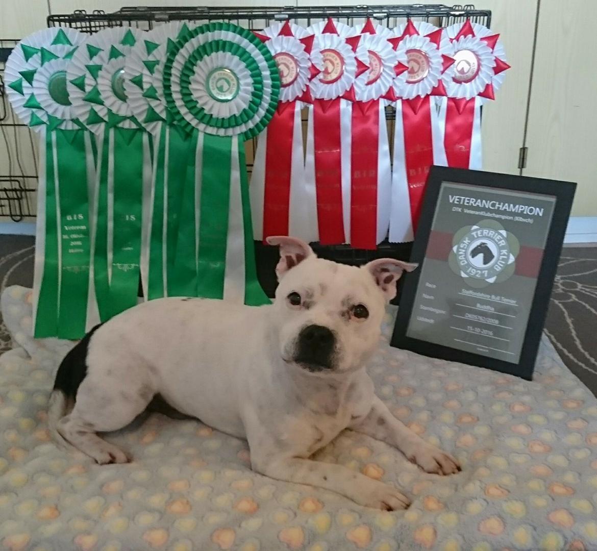 Staffordshire bull terrier Buddha billede 1