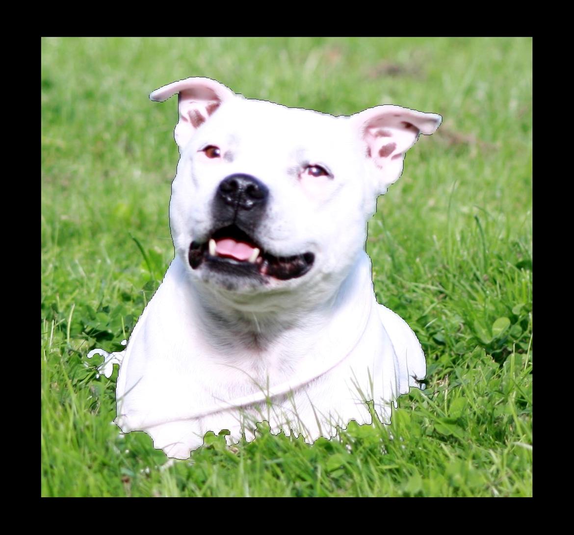 Staffordshire bull terrier Buddha billede 45